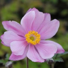 Herbst Anemone 'Serenade'