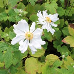 Herbst Anemone 'Whirlwind'