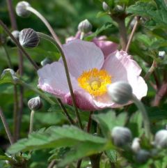 Filzige Herbst Anemone