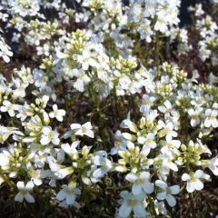 Gänsekresse ferd.-coburgii ‘Variegata’