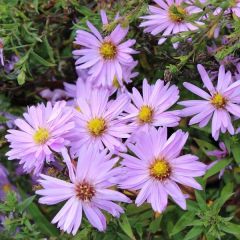 Kissen Aster