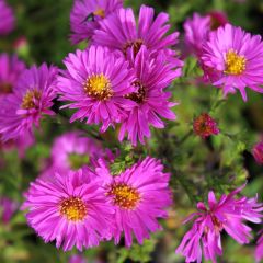 Kissen-Aster