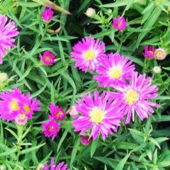 Aster (D) 'Kassel'