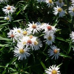 Aster nain 'Kristina'