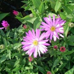 Aster nain 'Rosenwitchel'