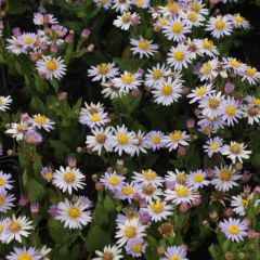 Ageratum-ähnliche Aster  'Stardust'