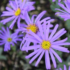 Sommer Aster 'Blue King'