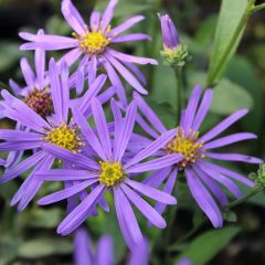 Sommer Aster 'Sonora'