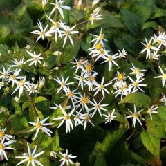 Schleier Aster 'Silver Spray'