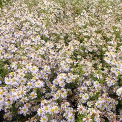 Myrthen Aster 'Erlkönig'