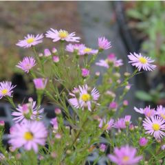 Aster 'Pink Star'