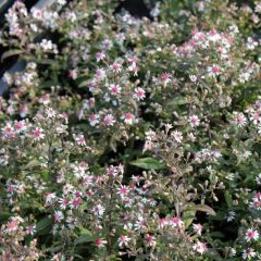 Waagerechte Aster 'Prince'