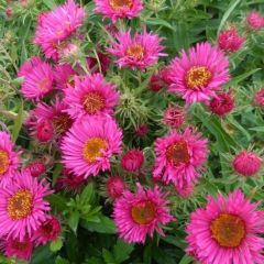 Raublatt Aster