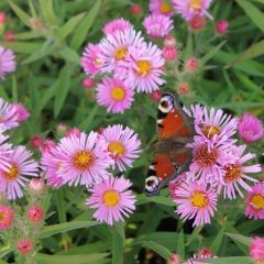 Raublatt Aster