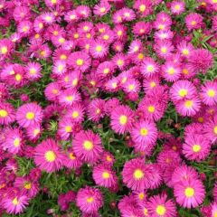 Glattblatt Aster 'Crimson Brocade'