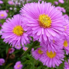 Glattblatt Aster 'Patricia Ballard'