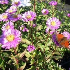 Glattblatt Aster 'Sarah Ballard'