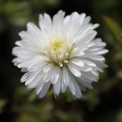 Glattblatt Aster 'White Lady'