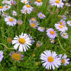 Frühsommer Aster 'Wartburgstern'