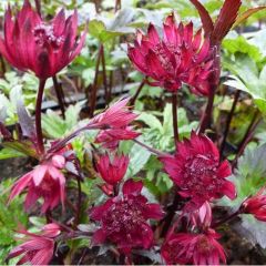 Sterndolde 'Ruby Wedding'