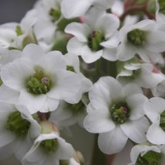 Bergenie 'Bressingham White'