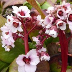 Bergenie 'Silberlicht'