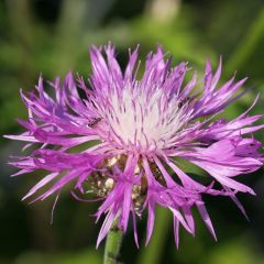 Kaukasus Flockenblume