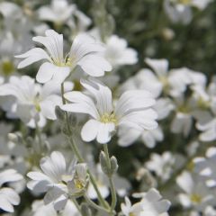 Niedriges Hornkraut 'Columnae'