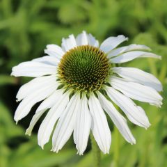 Garten-Scheinsonnenhut 'Avalanche'