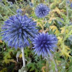 Banater Kugeldistel 'Blue Globe'