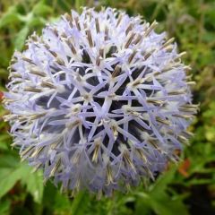 Banater Kugeldistel 'Taplow Blue'