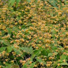 Elfenblume 'Amber Queen'