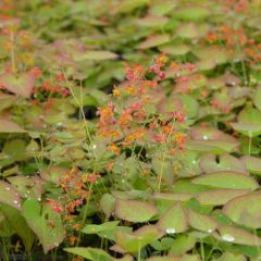 Flaumige Elfenblume 'Orange Queen'