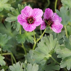 Aschgrauer Storchschnabel  'Laurence Flatman'