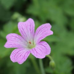 Storchschnabel 'Rose Clair'