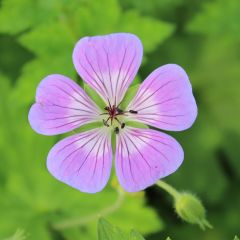 Storchschnabel 'Sweet Heidi'