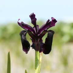 Iris x chrissy 'Black Form'