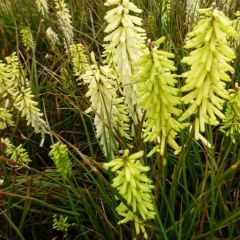 Kniphofia ‘Little Maid’