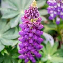 Lupine 'Gallery Blue'