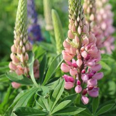 Lupine 'Gallery Pink'