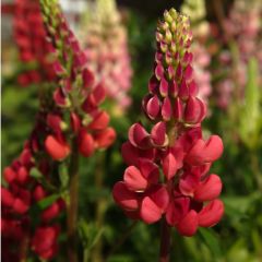 Lupine 'Gallery Red'