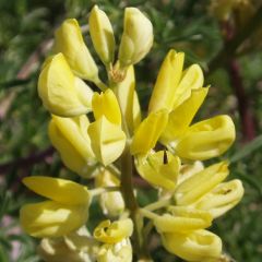 Lupine 'Gallery Yellow'