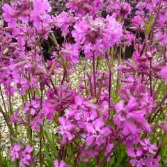 Garten-Pechnelke 'Splendens'