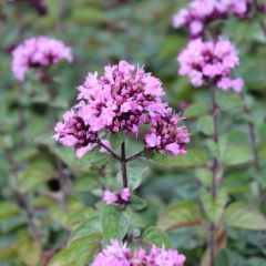 Blüten-Dost 'Rosenkuppel'