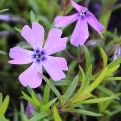 Teppich-Flammenblume 'Purple Beauty'