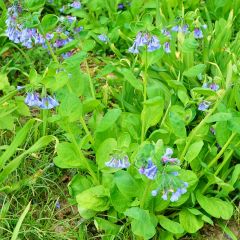 Kriechende Jakobsleiter 'Blue Pearl'