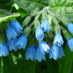 Beinwell 'Hidcote Blue'