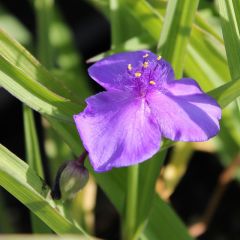 Dreimasterblume 'Leonora'