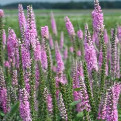 Ehrenpreis 'Pink Damask'