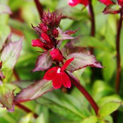 Lobelie cardinal